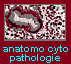 Anatomie Cyto-Pathologie